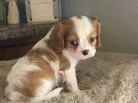 Lana, a female Cavalier King Charles Spaniel for sale in Hardy, AR – 1 of 8