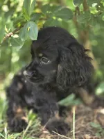 Cassy, a female Cocker Spaniel for sale in Hardy, AR – 1 of 10
