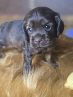 Kyson, a male Cocker Spaniel for sale in Hardy, AR – 5 of 10