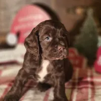 Dasher, a male Cocker Spaniel for sale in Hardy, AR – Photo 1 of 8