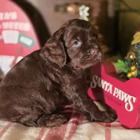 Dasher, a male Cocker Spaniel for sale in Hardy, AR – Photo 4 of 8