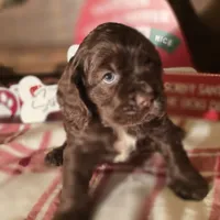 Dasher, a male Cocker Spaniel for sale in Hardy, AR – Photo 7 of 8