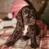 Dasher, a male Cocker Spaniel for sale in Hardy, AR – Photo 6 of 8