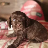 Dasher, a male Cocker Spaniel for sale in Hardy, AR – Photo 8 of 8