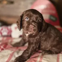 Dasher, a male Cocker Spaniel for sale in Hardy, AR – Photo 3 of 8