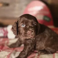Dasher, a male Cocker Spaniel for sale in Hardy, AR – Photo 5 of 8