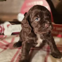 Dasher, a male Cocker Spaniel for sale in Hardy, AR – Photo 2 of 8