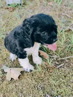 Flashy, a female Cocker Spaniel for sale in Hardy, AR – 4 of 10