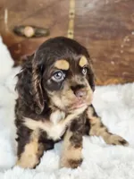 Cocoa, a female Cocker Spaniel for sale in Hardy, AR – 4 of 9