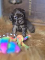 Kyson, a male Cocker Spaniel for sale in Hardy, AR – 6 of 10