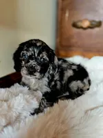 Mandy, a female Cocker Spaniel for sale in Hardy, AR – 4 of 10