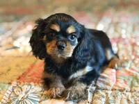 Sylvie, a female Cavalier King Charles Spaniel for sale in Hardy, AR – 5 of 5