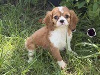 Lizzy, a female Cavalier King Charles Spaniel for sale in Hardy, AR – 2 of 5