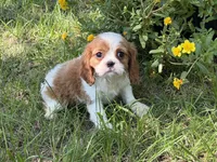 Kelsey, a female Cavalier King Charles Spaniel for sale in Hardy, AR – 3 of 6