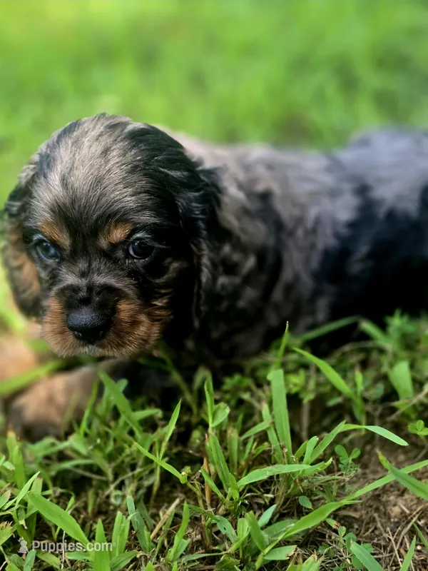 Sissy – Cocker Spaniel puppy for sale in Hardy, AR