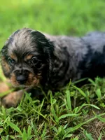 Sissy, a female Cocker Spaniel for sale in Hardy, AR – 1 of 10