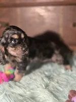 Marshall, a male Cocker Spaniel for sale in Hardy, AR – 10 of 10