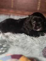 Snip, a female Cocker Spaniel for sale in Hardy, AR – 8 of 10