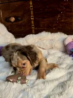 Patch, a male Cocker Spaniel for sale in Hardy, AR – 4 of 9