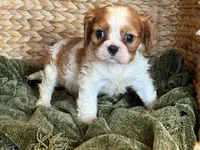 Isabella, a female Cavalier King Charles Spaniel for sale in Hardy, AR – 4 of 5