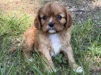 June, a female Cavalier King Charles Spaniel for sale in Hardy, AR – 6 of 6