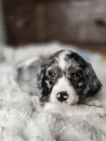 Cameron , a male Cocker Spaniel for sale in Hardy, AR – 5 of 9