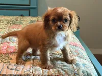 Boston, a male Cavalier King Charles Spaniel for sale in Hardy, AR – 3 of 5