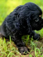 Laddy, a male Cocker Spaniel for sale in Hardy, AR – 9 of 9