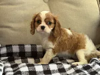 Chloe, a female Cavalier King Charles Spaniel for sale in Hardy, AR – 2 of 2