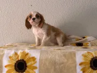 Maggie, a female Cavalier King Charles Spaniel for sale in Hardy, AR – 10 of 10