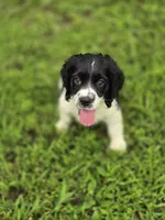 Panda, a female Cocker Spaniel for sale in Hardy, AR – 3 of 10