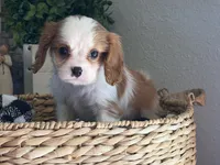 Lucy, a female Cavalier King Charles Spaniel for sale in Hardy, AR – 6 of 6