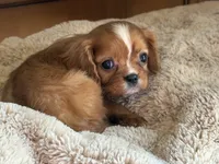 Annie, a female Cavalier King Charles Spaniel for sale in Hardy, AR – 4 of 8