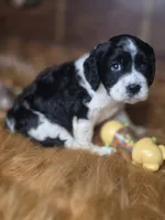 Panda, a female Cocker Spaniel for sale in Hardy, AR – 2 of 9