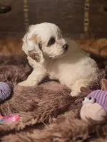 Lacy, a female Cockapoo for sale in Hardy, AR – Photo 6 of 9