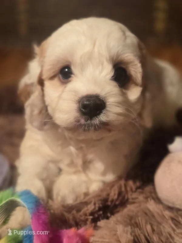 Lacy – Cockapoo puppy for sale in Hardy, AR