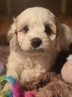 Lacy, a female Cockapoo for sale in Hardy, AR – Photo 1 of 9