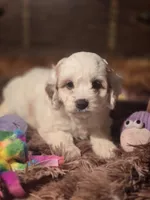 Lacy, a female Cockapoo for sale in Hardy, AR – Photo 2 of 9