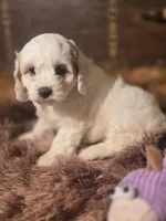 Lacy, a female Cockapoo for sale in Hardy, AR – Photo 9 of 9