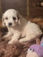 Lacy, a female Cockapoo for sale in Hardy, AR – Photo 8 of 9