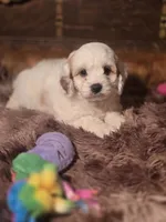 Lacy, a female Cockapoo for sale in Hardy, AR – Photo 5 of 9