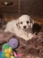 Lacy, a female Cockapoo for sale in Hardy, AR – Photo 3 of 9