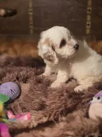Lacy, a female Cockapoo for sale in Hardy, AR – Photo 4 of 9