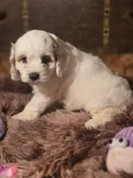 Lacy, a female Cockapoo for sale in Hardy, AR – Photo 7 of 9