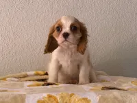 Maggie, a female Cavalier King Charles Spaniel for sale in Hardy, AR – 9 of 10