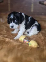Panda, a female Cocker Spaniel for sale in Hardy, AR – 4 of 9