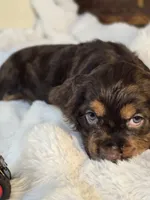 Holly, a female Cocker Spaniel for sale in Hardy, AR – 9 of 10