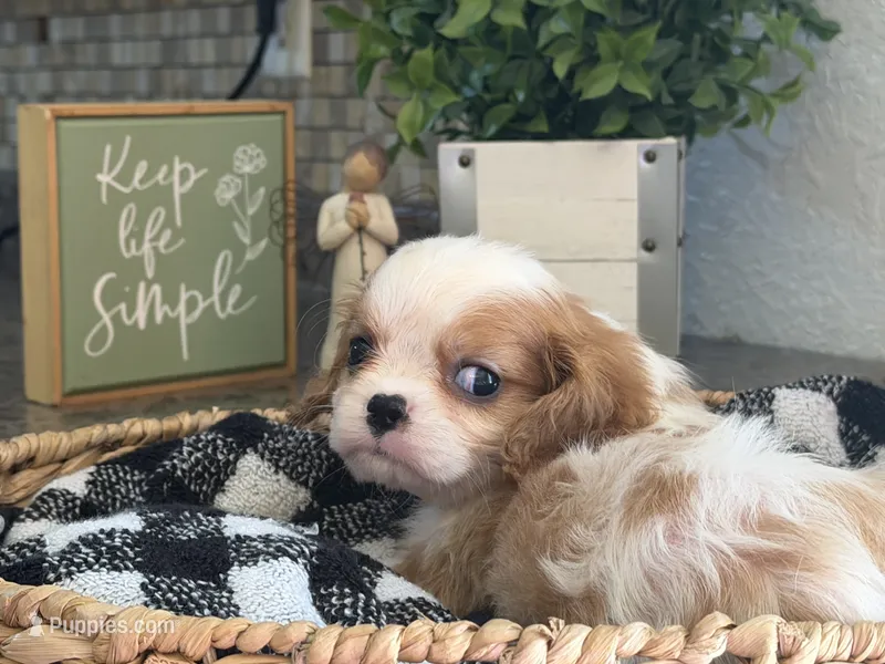 Harry – Cavalier King Charles Spaniel puppy for sale in Hardy, AR