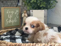 Harry, a male Cavalier King Charles Spaniel for sale in Hardy, AR – 1 of 5