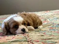 Simon, a male Cavalier King Charles Spaniel for sale in Hardy, AR – Photo 5 of 5